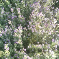 بذر سیاه یونجه