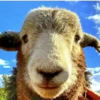 باهرتوان خریدکنید(دام زنده گوسفندناقلا)سرحال چاق