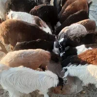۷راس بره پای پروار