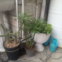 گل مرداب وناز یخی قیمت مناسب شهرری|گل و گیاه طبیعی|تهران, حمزهآباد|دیوار