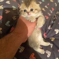 بچه گربه های اسکاتیش خاص