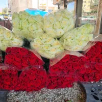 جشنواره رز هلندی تخفیفی 20 شاخه