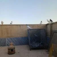 کفتر