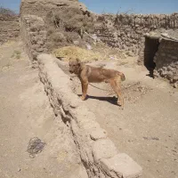 سگ نگهبان