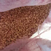 گندم بذری بوجار شده رقم کوه دشت