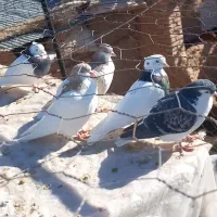 پرنده|پرنده|اسفراین, |دیوار