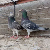 گفتر آلمانی