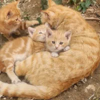 سه عددبچه گربه به همراه مادرشون