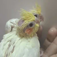 جوجه عروس هلندی سرلاکی