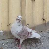 کفتر