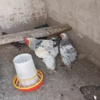 مرغ و خروس برهما