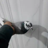 کفتر کبوتر