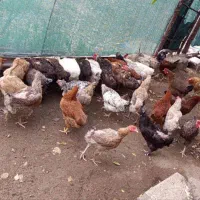 مرغ و خروس محلی