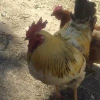 دو عدد خروس