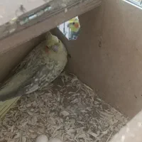 جفت عروس هلندی نطفه دار