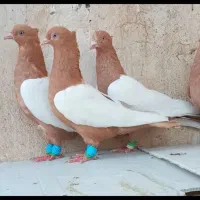 تعدادی کبوتر