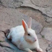 واگذاری خرگوش