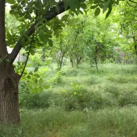 باغچه-با-درختان-قدیمی-به-متراژ-670-مترمربع