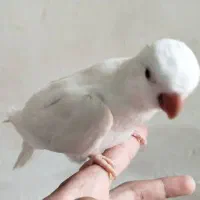 راهب