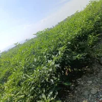 سه-هکتار-زمین-کشاورزی-آماده