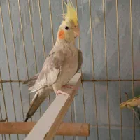 عروس هلندی ماده سالم