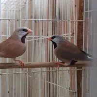 2 جفت فنچ کراواتی