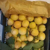 زرد الو فلکه ای درجه یک
