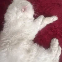 گربه نر پرشین سفید