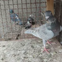 سلام یک عدد تاوسی