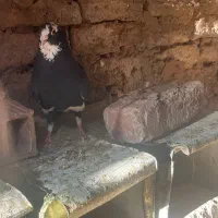 کفتر ‌پلنگ نقد یا معاوضه