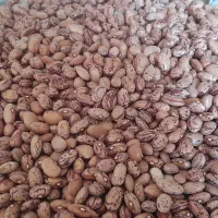 لوبیا چیتی دست چین شده