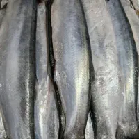 ماهی خارو تازه درشت موجود