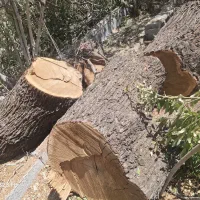 برش و خرید چوب به صورت نقدی