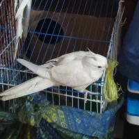 جفت عروس هلندی نر آلبینو ماده نرمال گری