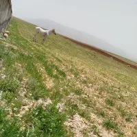 فروش اسب