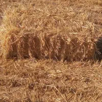 پرس کلش