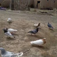 ۵۰۰۰۰۰|پرنده|زاوه, |دیوار