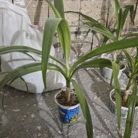 چند عدد گلدون سوسن عنکبوتی.