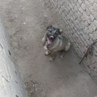 واگذاری سگ سرابی چناران