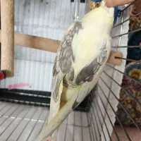 عروس دوکت پروانه ای نر