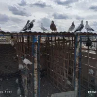 کفتر قم خوش ذات پرشت