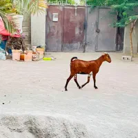 بز نزار چاق