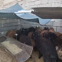 بره نر