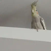حرکت از زابل به زاهدان ساعت ۴ بعدظهر به بعد