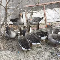 تخم قو غاز  مطمئن دو عدد غاز نر