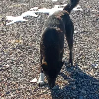 سگ قدرجون گلایی