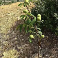 پیش فروش نهال های مثمر ثمر وپاکوتاه
