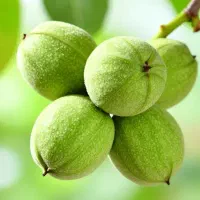 نهال های صادراتی با کیفزت ممتاز و خدمات ویژه