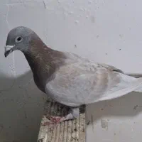 دوبر نر
