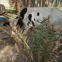 گاو